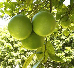 Chinese Pomelo