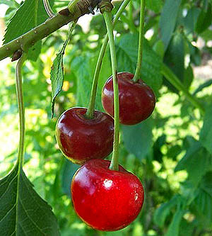 Cherry