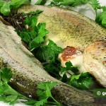 Trout is Rich with Omega3 Fat Acids