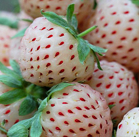 White Strawberry cover image