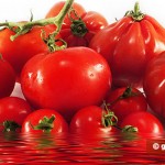 Tomatoes against Obesity