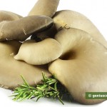Oyster Mushrooms Help in Slimming Down