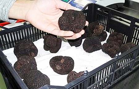 Truffles