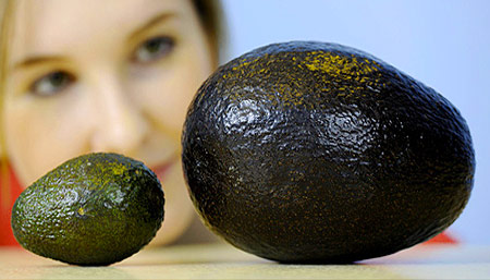 Giant Avocado