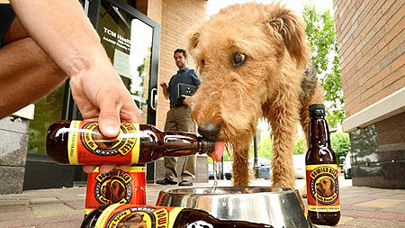 Beer for Dogs