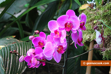 Belle Orchids