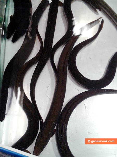 Aquarium with live eels