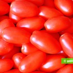 Tomato Diet Saves from Obesity and Cancer
