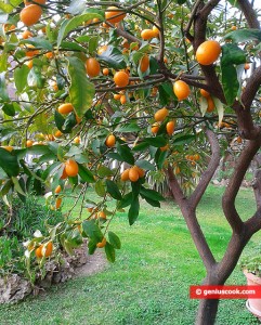 kumquat