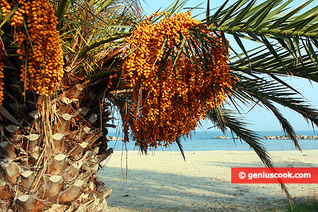 Palm tree with dates against the sea