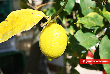 lemon closeup
