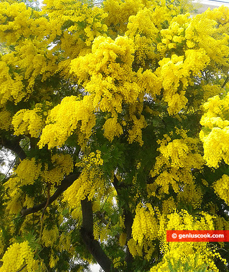 Blossoming mimosa