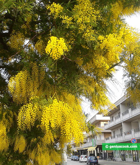 Mimosa is blooming