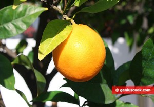 Oranges closeup