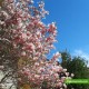 gorgeous magnolia