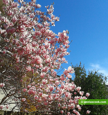 gorgeous magnolia