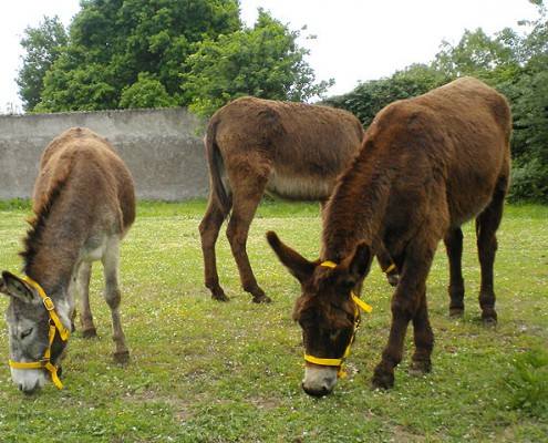Grazing donkeys
