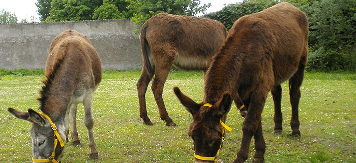 Grazing donkeys