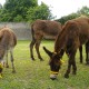 Grazing donkeys