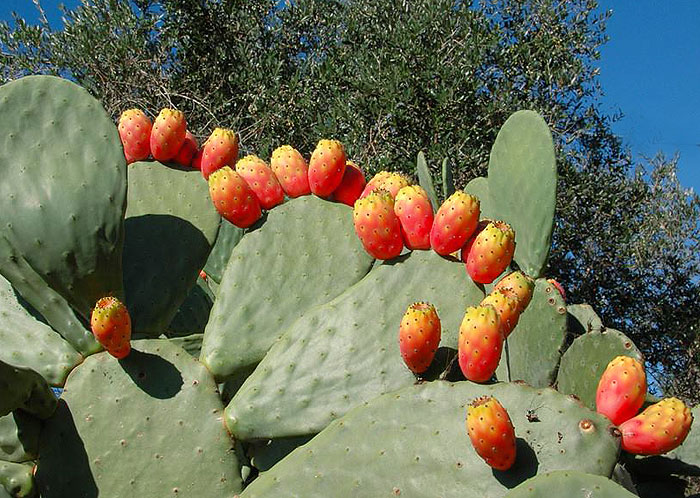 Prickly Pear 