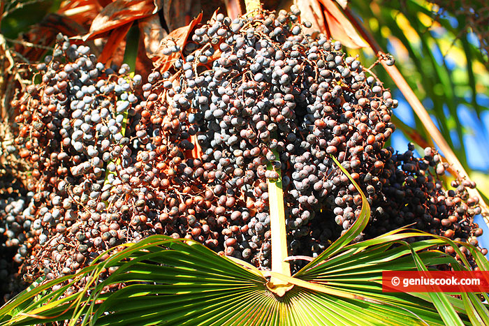 Palm Oil: Helpful or Harmful?
