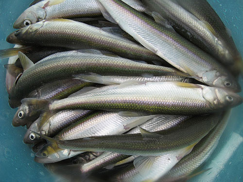 fish-seafood